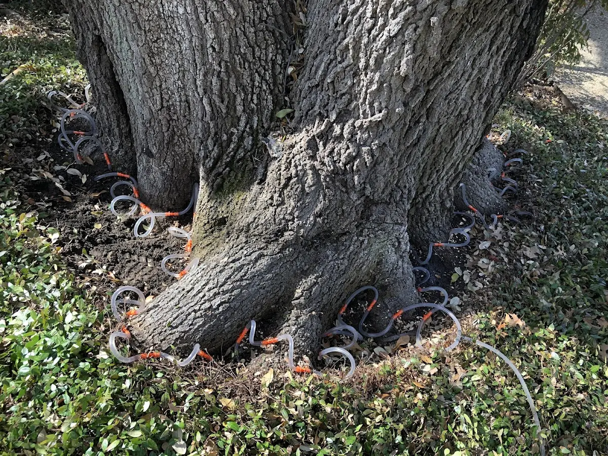 Detailed Tree Cabling and Bracing job site in Camden Wyoming