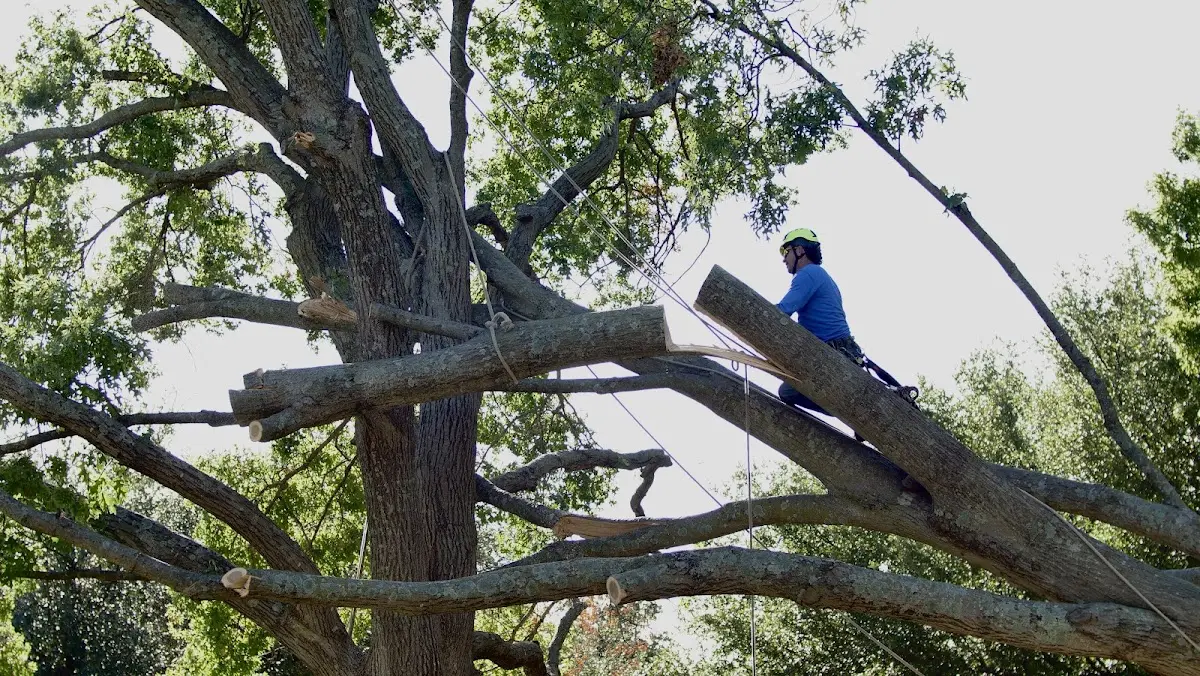 Professional Crown Thinning performed by certified arborists in Camden Wyoming